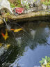 森森（SUNSUN）錦鯉魚(yú)池增氧泵魚(yú)缸養魚(yú)氧氣泵大氣量增氧機戶(hù)外防雨淋 CAP20含氣石氣管【適合8噸水】 曬單實(shí)拍圖