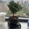 京悠雨金絲楠木小葉赤楠盆景老樁盆栽苗花卉辦公室內桌面小綠植好養四季 小葉赤楠+舍得陶瓷圓盆+方形底托+苔蘚+肥料 不含托盤(pán) 曬單實(shí)拍圖