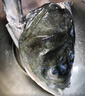 沢素灣千島湖胖頭魚(yú) 千島湖活魚(yú)淡水花鰱鳙大頭魚(yú)包頭 5-40斤節(jié)禮盒 10斤活魚(yú) 曬單實(shí)拍圖
