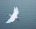 騰龍/Tamron35-150 70-200 150-600遠攝長焦風景鏡頭 二手鏡頭 騰龍150-600/5-6.3 USD VC G2 官方標配 尼康口 【99新】 曬單實拍圖