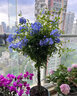寶御安藍(lán)雪花木槿棒棒糖植物室內(nèi)陽臺(tái)綠植盆栽米蘭梔子花驅(qū)蚊花卉很耐熱 母系大苗 開花爆滿 不含盆 曬單實(shí)拍圖