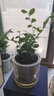 綠有意正宗清香胡椒木盆栽花卉室內(nèi)外驅(qū)蚊草植物樹(shù)苗老樁盆景九里香綠植 【驅(qū)蚊套餐】九里香+竹柏(早安盆 含盆 曬單實(shí)拍圖
