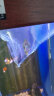 冷水清洁鱼贵州爬岩鳅双吸盘除藻清理残渣吃青苔不加温鱼缸清洁工 2-3cm小贵爬3条 实拍图