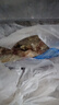 特大號蝦青島大蝦鮮活冷凍新鮮大蝦凍蝦白蝦對蝦青蝦批發(fā)海鮮水產(chǎn) 40-50規格大蝦2.8- 3斤(凈重)  整盒4斤級大蝦 曬單實(shí)拍圖