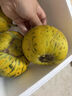 潤(rùn)味來(lái)八里香甜瓜 東北花蕾香瓜新鮮花姑娘甜瓜脆甜多汁整箱頭茬時(shí)令 2斤精選裝 曬單實(shí)拍圖