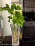 春羽盆栽水培植物客廳辦公室內桌面好養小綠植水養春雨吸甲醛植物 春羽30-35cm【3棵】+營(yíng)養液 曬單實(shí)拍圖