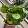 金錢(qián)草 盆栽銅錢(qián)草水培植物辦公室面盆栽金錢(qián)草花卉室內水養綠 精品大葉銅錢(qián)草帶葉1盆【不含盆】 曬單實(shí)拍圖