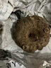 魔芋 云南新鮮現挖現發(fā)生魔芋頭農家自種魔芋豆腐原料正宗生魔芋 2斤—鮮果 超劃算(單果半斤左右)+食用堿 曬單實(shí)拍圖