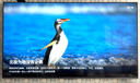 東芝小芝士Z600NF PRO 音畫雙芯Mini LED 火箭炮音響 144Hz 4K超清 智能電視機(jī) 以舊換新 家電國家補(bǔ)貼 85英寸 85Z600NF PRO 曬單實(shí)拍圖