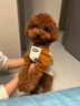 MIKI PAD寵物狗狗衣服冬季保暖柯基T恤小型犬幼犬貓咪衣服泰迪比熊雪納瑞 灰色棒球燙畫(huà)【棉質(zhì)護肚】 M胸圍42cm（建議6-8.5斤） 曬單實(shí)拍圖