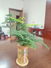 開(kāi)時(shí)果 水培植物辦公室內桌面盆栽 水養綠蘿水生花植物綠植源頭直發(fā)包郵 熱銷(xiāo)款：文竹（玻璃瓶+竹托） （加贈 營(yíng)養液） 曬單實(shí)拍圖