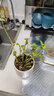 急兔薄荷盆栽好養(yǎng)留蘭香驅(qū)蚊植物室內(nèi)綠植留蘭香苗薄荷原盆土源頭直發(fā) 曬單實(shí)拍圖