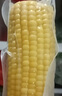 吉諾GINO 山東沾化冬棗 凈重250g 單果約8g時(shí)令生鮮新鮮脆甜大棗水果整箱 曬單實(shí)拍圖