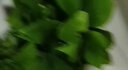 植男植女客厅绿色植物散尾葵大型绿植凤尾竹室内盆栽轻奢夏威夷竹源头直发 实拍图