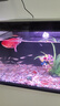 當貝智能生態(tài)魚(yú)缸1SUltra 一體缸自循環(huán)雙過(guò)濾AI托養懶人家用桌面魚(yú)缸 曬單實(shí)拍圖