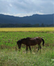 適馬（SIGMA）17-40mm F1.8 DC Art 恒定大光圈半畫(huà)幅微單標準變焦鏡頭風(fēng)光人像室內建筑街拍小型輕便超遠對焦 佳能RF卡口 單鏡頭送沃爾夫岡高清UV 曬單實(shí)拍圖