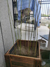 駿灝竹子苗紫竹青竹庭院觀(guān)賞竹苗北方耐寒樹(shù)苗四季常青植物綠化羅漢竹 青竹小苗10棵一米二到一米四高 曬單實(shí)拍圖