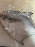 呂洞賓鯧魚平魚東海黃海銀鯧端午春節(jié)送禮啟東呂四 生鮮魚類特大禮盒裝 7-8兩/條 6條禮盒裝 曬單實(shí)拍圖