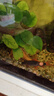 森悠（SARYOR）金苔鼠淡水魚(yú)魚(yú)缸清潔魚(yú)觀(guān)賞魚(yú)熱帶魚(yú)好養工具魚(yú)吃垃圾魚(yú) 清缸套餐6條 曬單實(shí)拍圖