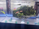 逸樂(lè )寵魚(yú)缸氣泡條氧氣條瀑布式氣泡石增氧泵氣石氧氣泵散氣條水族箱造景 30cm氣泡條（加氣管配件） 曬單實(shí)拍圖