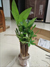 兮月發(fā)財樹(shù)小盆栽花卉辦公室桌面綠植室內客廳陽(yáng)臺盆景四季好養金錢(qián)樹(shù) 三桿發(fā)財樹(shù)【早安吸水盆】 曬單實(shí)拍圖