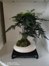 秋穎迎客松盆景真樹室內(nèi)植物客廳辦公室擺件盆栽樹苗四季常青耐寒綠植 小號一帆風(fēng)順 含塑料盆 曬單實拍圖