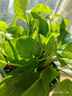 若綠大綠蘿盆栽綠植花卉水培觀(guān)葉長(cháng)藤室內清新空氣植物源頭直發(fā)包郵 綠蘿+白色螺紋盆 曬單實(shí)拍圖