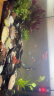 云峰海瑞 热带鱼 观赏鱼灯科鱼 观赏鱼小型淡水鱼草缸群游 热带鱼活体 红绿灯鱼20条 实拍图