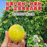 欽蜜9號百香果苗廣西純甜黃金樹(shù)苗庭院盆栽種植當年結果帶土四季 5顆 欽蜜九號黃金百香果 30—40cm 曬單實(shí)拍圖