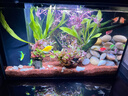 云峰海瑞水草活體懶人草魚(yú)缸造景活體水草套餐魚(yú)缸水草有莖類(lèi)中后景真水草 【顏色艷麗】紅宮廷（8-10只一組） 曬單實(shí)拍圖