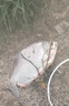 領(lǐng)路人品牌激戰青鱘大物魚(yú)竿巨物竿鯉魚(yú)竿超硬青魚(yú)竿鰱鳙竿釣魚(yú)竿 7.5m 暴力巨物屠龍版7.5米 曬單實(shí)拍圖