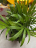 散尾葵盆栽大型綠植花卉網(wǎng)紅 袖珍椰子夏威夷富貴盆景苗室內(nèi)客廳公司走廊擺放植物四季常青好養(yǎng) 散尾葵15-20厘米左右高度 不含盆 曬單實拍圖