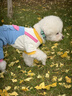 MIKI PAD狗狗衣服小型犬春秋款比熊泰迪雪納瑞貓咪衣服四腳背帶褲可牽引 藍色口袋背帶褲 M背長30cm(參考體重5-8斤) 曬單實拍圖