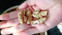 云南青皮核桃老品種核桃老樹(shù)核桃帶皮丑核桃新貨孕婦薄皮核桃 云南青皮新貨老樹(shù)核桃【帶皮更鎖鮮】 新貨老樹(shù)核桃5斤配夾子商超品質(zhì) 曬單實(shí)拍圖