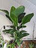 臨雅天堂鳥(niǎo)盆栽辦公室內客廳大型綠植物去甲醛新房1.5m含盆源頭直發(fā) 曬單實(shí)拍圖
