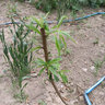 CHUANGSHIJI嫁接桃樹(shù)樹(shù)苗【中華二號冬桃】極晚熟脆甜冬桃樹(shù)苗冬桃苗當年結果 4年苗當年結果 81cm(含)-110cm(含) 曬單實(shí)拍圖