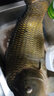 迎科春季甜果酸小藥釣魚(yú)餌料大全鯽魚(yú)鯉魚(yú)草魚(yú)黑坑野釣專(zhuān)用誘魚(yú)添加劑 能量果酸-500ML 曬單實(shí)拍圖
