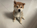 嬉皮狗（hipidog）狗狗牽引繩防爆沖胸背帶中型大型犬拉布拉多金毛大狗背心式遛狗繩 卡其色 S(建議體重14-30斤） 曬單實拍圖