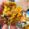 【活蟹】軒農(nóng)谷六月黃鮮活大閘蟹禮品螃蟹禮盒海鮮水產(chǎn)新鮮活湖蟹 2.3-2.6兩/只【10只禮盒裝】 曬單實拍圖
