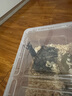 鍬甲獨角仙兜蟲(chóng)金龜透明飼養盒爬蟲(chóng)盒寵物昆蟲(chóng)活體透氣甲蟲(chóng)飼養箱 飼養套餐D 曬單實(shí)拍圖