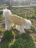 鉑吶苓貓咪狗狗寵物衣服小型犬夏薄款可牽引泰迪加菲布偶英短衣服兩腳款 寵物衣服【可牽引-黃】 L 曬單實拍圖