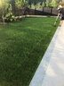 蓿蕾草坪草籽四季常青護坡綠化高羊茅黑麥草狗牙根馬尼拉矮速生草種子 
