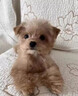 狗狗立耳神器鈣片軟骨素小狗狗補鈣德牧杜賓雪納瑞黑狼立耳輔助器 200片/瓶【補鈣軟骨素立耳神器】 曬單實(shí)拍圖
