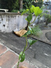 草木旺新品種百香果樹(shù)苗欽親密香蜜9號果苗大小苗當年四季黃金百香果苗 9號1顆 曬單實(shí)拍圖