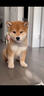 碧影柴犬幼犬寵物狗狗活體小狗活物幼崽小豆柴家養狗崽日本柴犬純種寵物級  普通款弟弟 曬單實(shí)拍圖