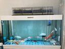 玩家寶貝魚(yú)池生化球過(guò)濾培菌生物球帶芯魚(yú)池濾材凈水魔球硝化細菌過(guò)濾材料 55MM直徑藍色帶芯生化球 （50個(gè)） 曬單實(shí)拍圖