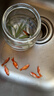 【特價(jià)魚(yú)】養不死的草金魚(yú)觀(guān)賞魚(yú)招財小金魚(yú)批發(fā)耐活好養冷水活魚(yú) 3-5 厘米 10 條送備損 曬單實(shí)拍圖