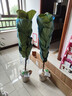 琴葉榕盆栽室內客廳大型綠植北歐大葉植物棒棒糖老樁四季好養花卉 大葉琴葉榕1-1.2米高+原土盆1棵 曬單實(shí)拍圖