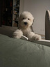 柴墨精品古代牧羊犬幼犬家養(yǎng)寵物狗狗活體血統(tǒng)古牧犬幼崽小狗 寵物級 【古代牧羊犬】 曬單實拍圖