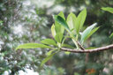 LOMOGRAPHYLomogarphy Nour Triplet V 2.0/64 Bokeh Control 諾爾柔焦無反藝術(shù)鏡頭 黑鋁版 索尼 E卡口 曬單實(shí)拍圖